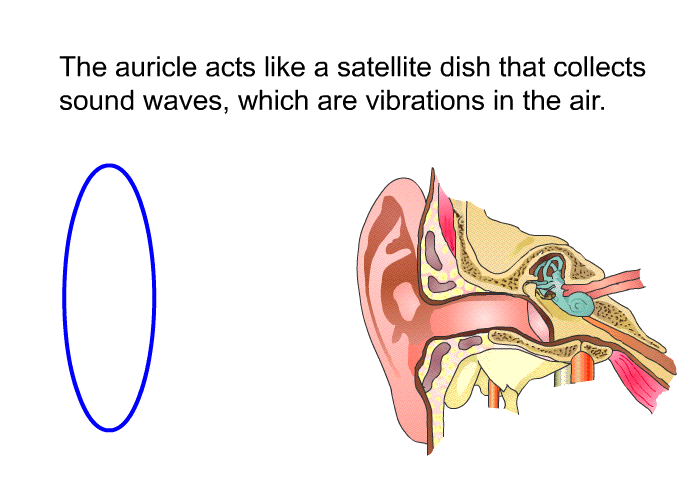 The auricle acts like a satellite dish that collects sound waves, which are vibrations in the air.
