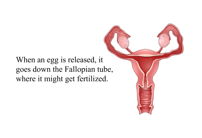 When an egg is released, it goes down the Fallopian tube, where it might get fertilized.