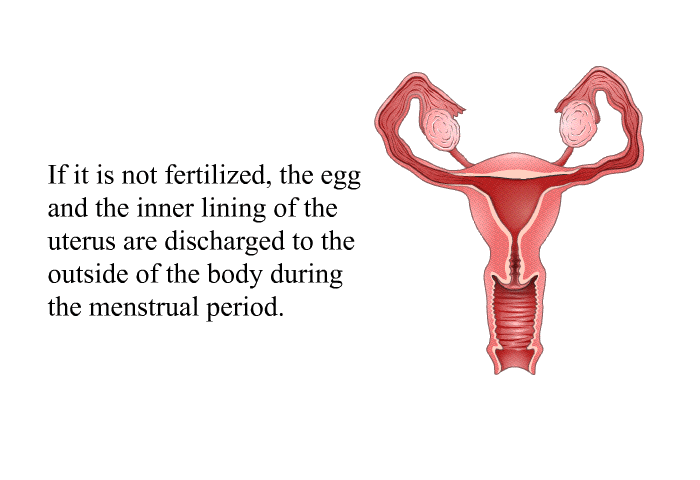 If it is not fertilized, the egg and the inner lining of the uterus are discharged to the outside of the body during the menstrual period.