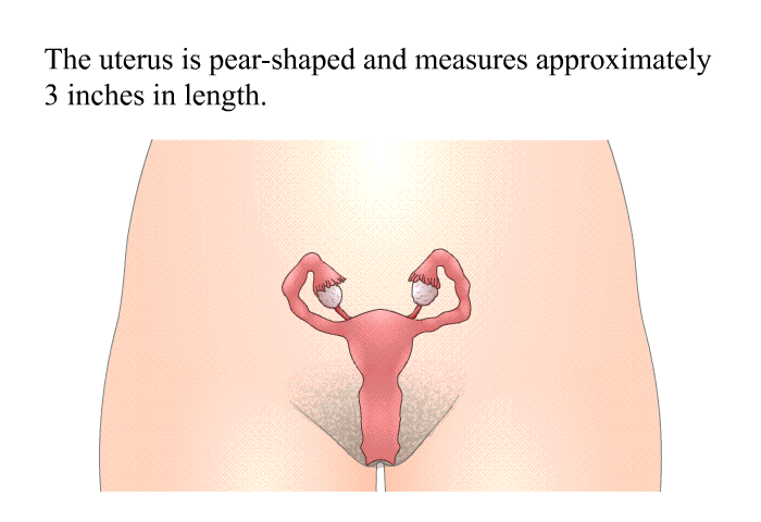 The uterus is pear-shaped and measures approximately 3 inches in length.