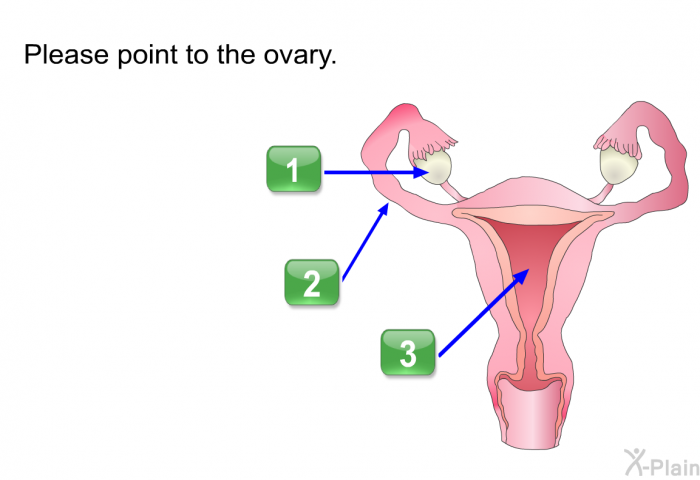 Please point to the ovary.