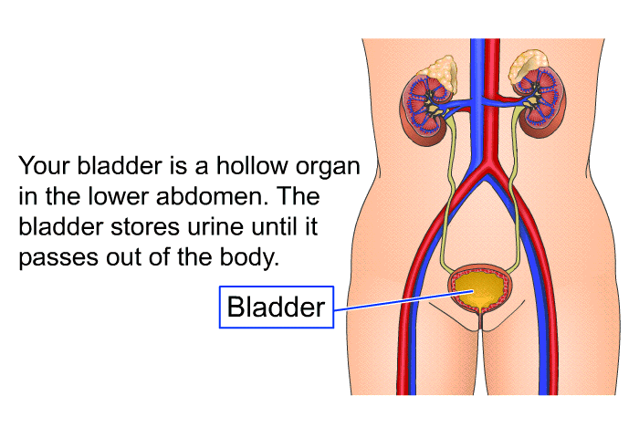 Your bladder is a hollow organ in the lower abdomen. The bladder stores urine until it passes out of the body.