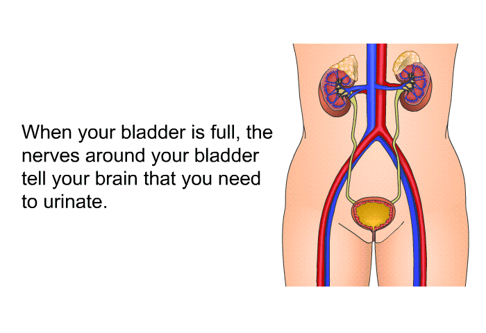 When your bladder is full, the nerves around your bladder tell your brain that you need to urinate.