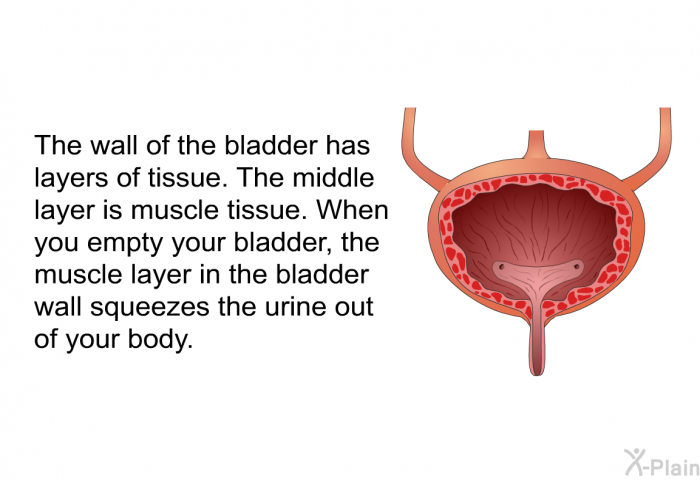 The wall of the bladder has layers of tissue. The middle layer is muscle tissue. When you empty your bladder, the muscle layer in the bladder wall squeezes the urine out of your body.