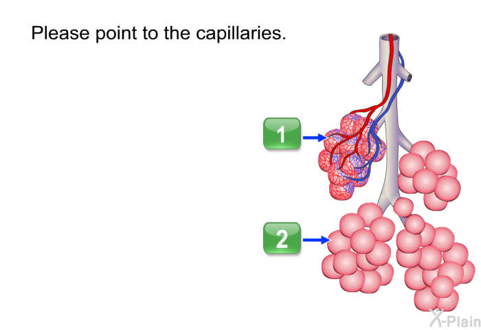 Please point to the capillaries.