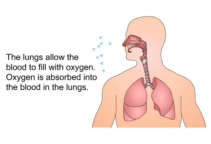 The lungs allow the blood to fill with oxygen. Oxygen is absorbed into the blood in the lungs.