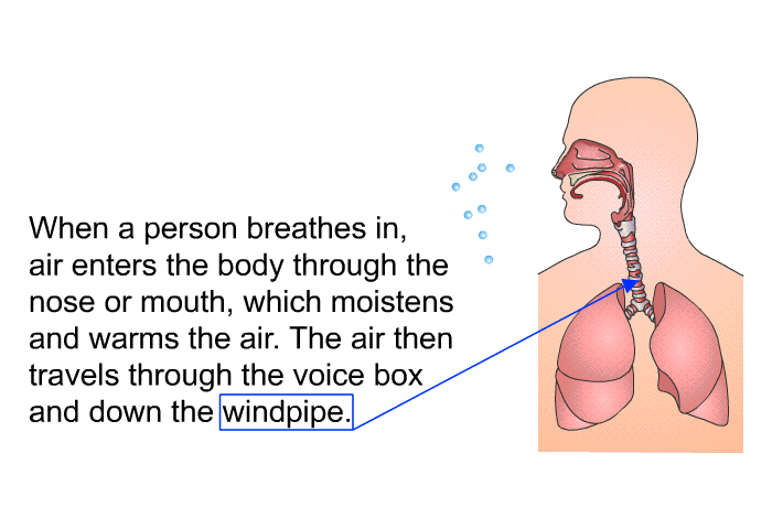 When a person breathes in, air enters the body through the nose or mouth, which moistens and warms the air. The air then travels through the voice box and down the windpipe.