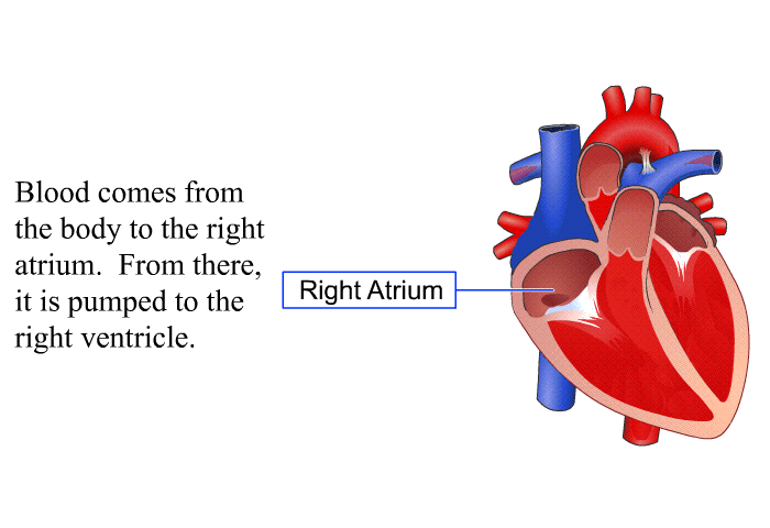 Blood comes from the body to the right atrium. From there, it is pumped to the right ventricle.