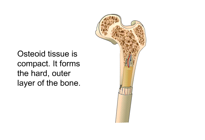 Osteoid tissue is compact. It forms the hard, outer layer of the bone.