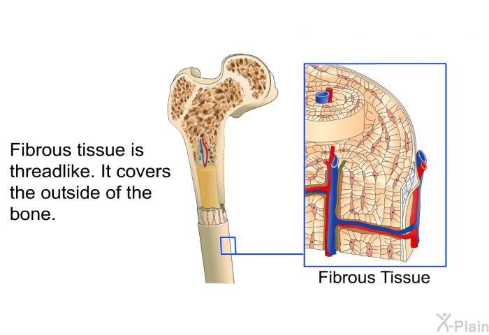 Fibrous tissue is threadlike. It covers the outside of the bone.