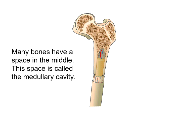 Many bones have a space in the middle. This space is called the medullary cavity.