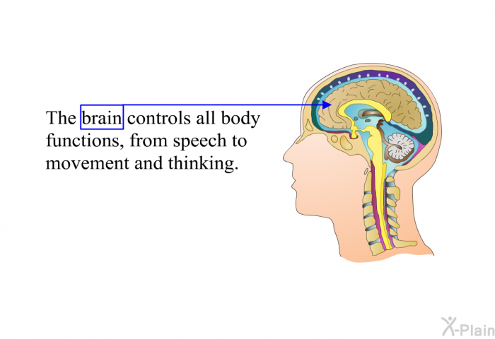 The brain controls all body functions, from speech to movement and thinking.
