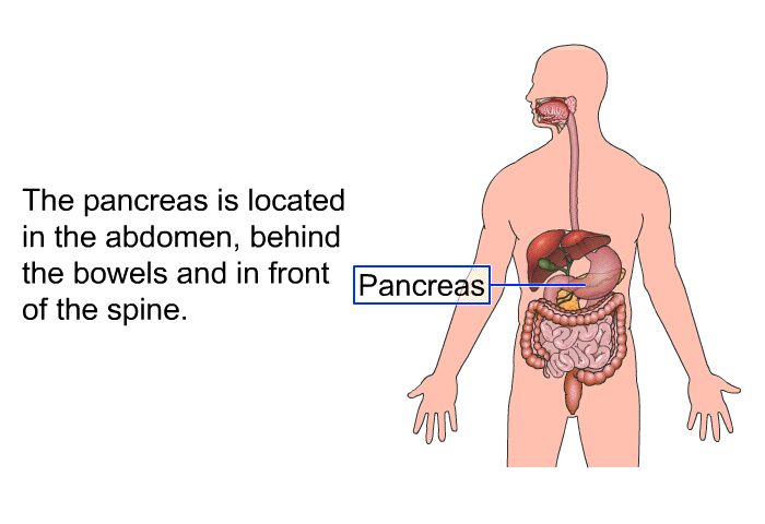 The pancreas is located in the abdomen, behind the bowels and in front of the spine.
