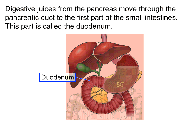 Digestive juices from the pancreas move through the pancreatic duct to the first part of the small intestines. This part is called the duodenum.
