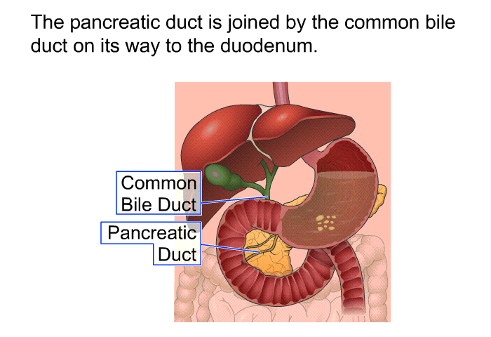 The pancreatic duct is joined by the common bile duct on its way to the duodenum.