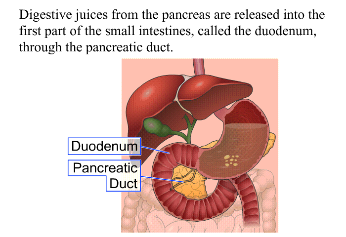 Digestive juices from the pancreas are released into the first part of the small intestines, called the duodenum, through the pancreatic duct.