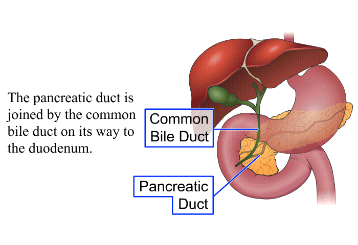 The pancreatic duct is joined by the common bile duct on its way to the duodenum.