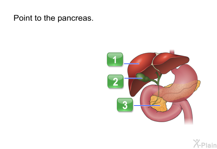Point to the pancreas.