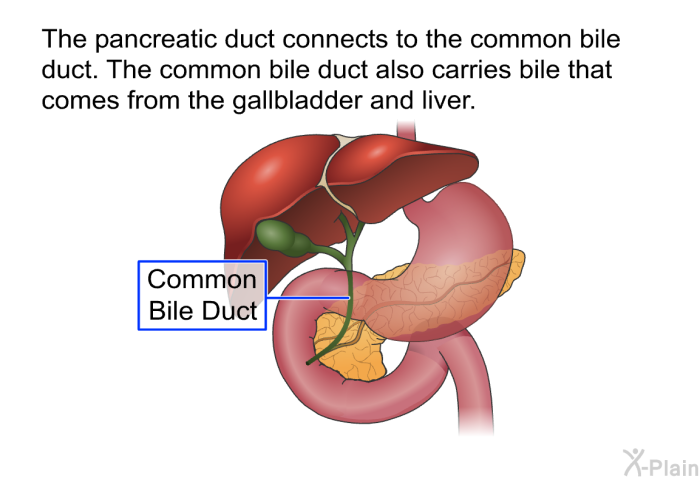 The pancreatic duct connects to the common bile duct. The common bile duct also carries bile that comes from the gall bladder and liver.