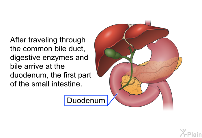 After traveling through the common bile duct, digestive enzymes and bile arrive at the duodenum, the first part of the small intestine.