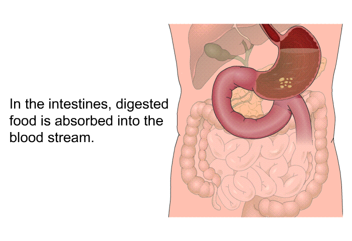 In the intestines, digested food is absorbed into the blood stream.