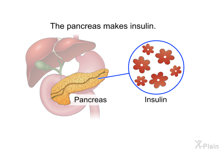 The pancreas makes insulin.