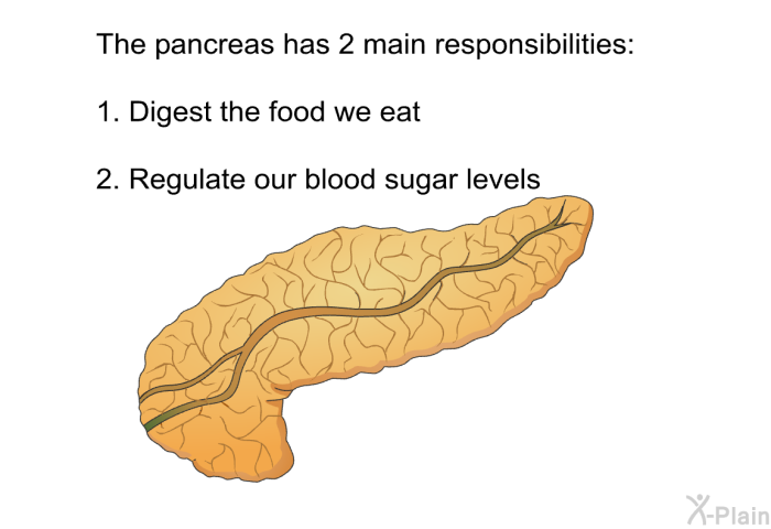 The pancreas has 2 main responsibilities:  Digest the food we eat Regulate our blood sugar levels