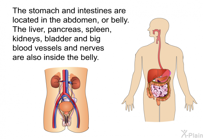The stomach and intestines are located in the abdomen, or belly. The liver, pancreas, spleen, kidneys, bladder and big blood vessels and nerves are also inside the belly.