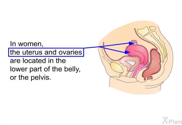 In women, the uterus and ovaries are located in the lower part of the belly, or the pelvis.