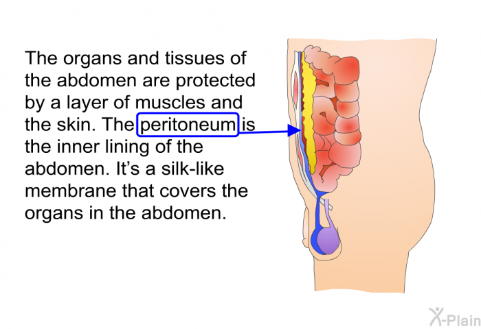 The organs and tissues of the abdomen are protected by a layer of muscles and the skin. The peritoneum is the inner lining of the abdomen. It's a silk-like membrane that covers the organs in the abdomen.