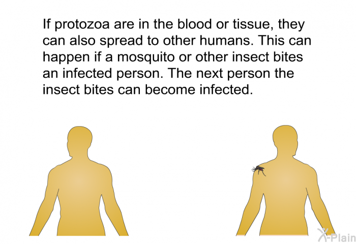 If protozoa are in the blood or tissue, they can also spread to other humans. This can happen if a mosquito or other insect bites an infected person. The next person the insect bites can become infected.