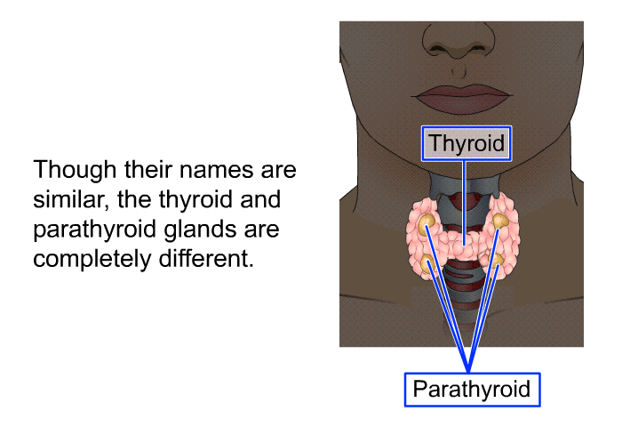 Though their names are similar, the thyroid and parathyroid glands are completely different.