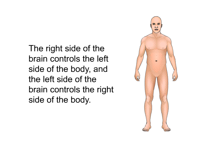 The right side of the brain controls the left side of the body, and the left side of the brain controls the right side of the body.