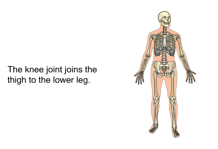 The knee joint joins the thigh to the lower leg.