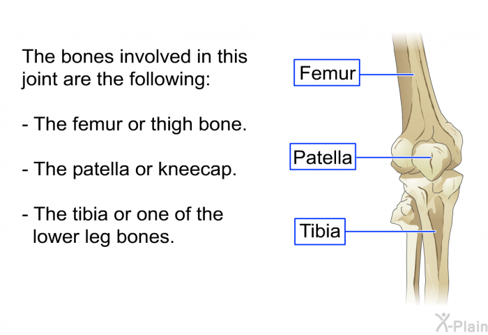 The bones involved in this joint are the following:  The femur, or thigh bone. The patella, or kneecap. The tibia, or one of the lower leg bones.