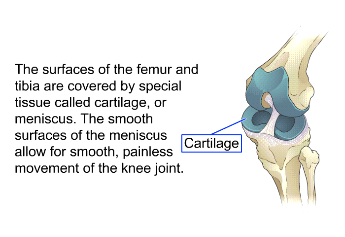 The surfaces of the femur and tibia are covered by special tissue called cartilage, or meniscus. The smooth surfaces of the meniscus allow for smooth, painless movement of the knee joint.