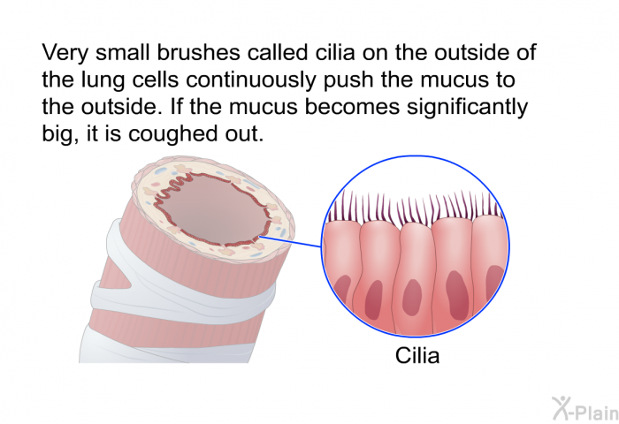 Very small brushes called cilia on the outside of the lung cells continuously push the mucus to the outside. If the mucus becomes significantly big, it is coughed out.