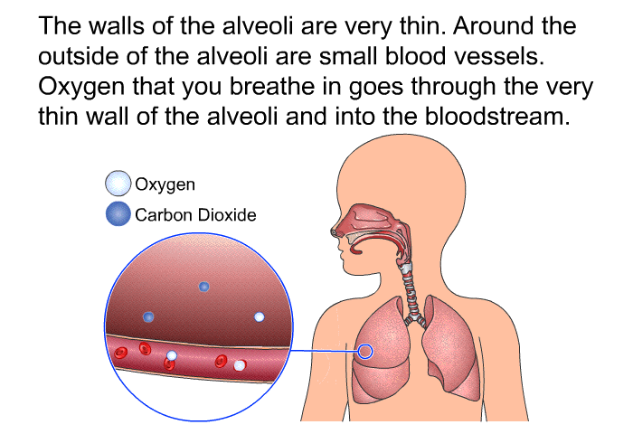 The walls of the alveoli are very thin. Around the outside of the alveoli are small blood vessels. Oxygen that you breathe in goes through the very thin wall of the alveoli and into the bloodstream.