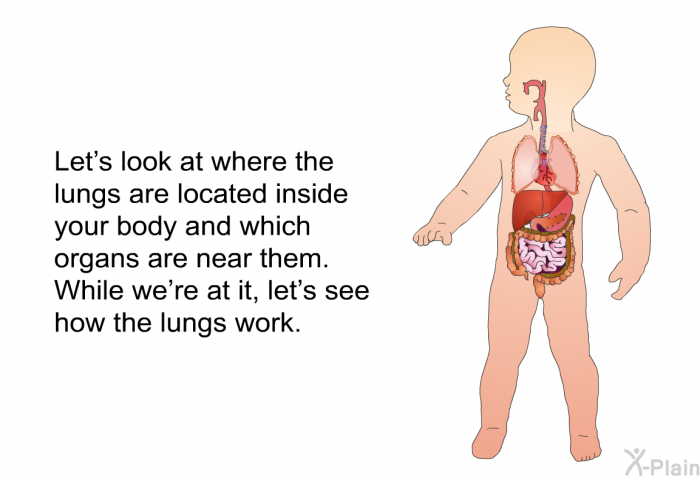Let's look at where the lungs are located inside your body and which organs are near them. While we're at it, let's see how the lungs work.
