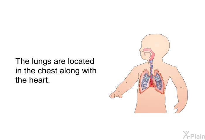 The lungs are located in the chest along with the heart.