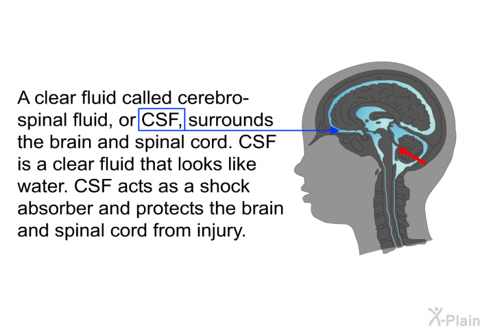 A clear fluid called cerebro-spinal fluid, or CSF, surrounds the brain and spinal cord. CSF is a clear fluid that looks like water. CSF acts as a shock absorber and protects the brain and spinal cord from injury.