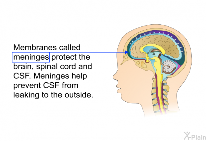 Membranes called <I>meninges </I>protect the brain, spinal cord and CSF. Meninges help prevent CSF from leaking to the outside.