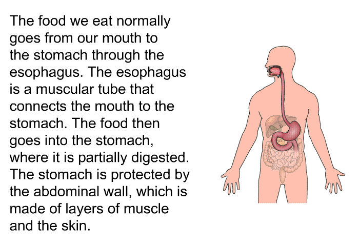 The food we eat normally goes from our mouth to the stomach through the esophagus. The esophagus is a muscular tube that connects the mouth to the stomach. The food then goes into the stomach, where it is partially digested. The stomach is protected by the abdominal wall, which is made of layers of muscle and the skin.