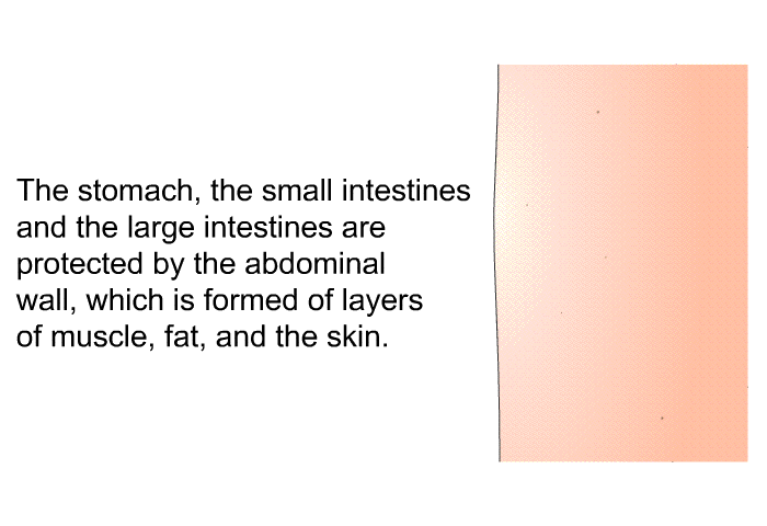 The stomach, the small intestines and the large intestines are protected by the abdominal wall, which is formed of layers of muscle, fat, and the skin.