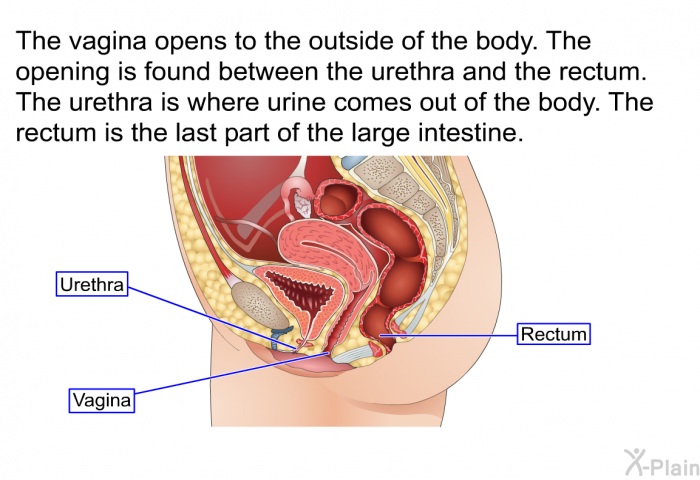 The vagina opens to the outside of the body. The opening is found between the urethra and the rectum. The urethra is where urine comes out of the body. The rectum is the last part of the large intestine.