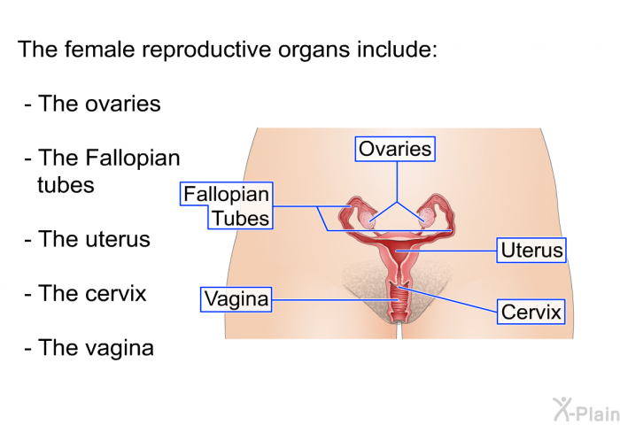 The female reproductive organs include:  The ovaries. The Fallopian tubes. The uterus. The cervix. The vagina.