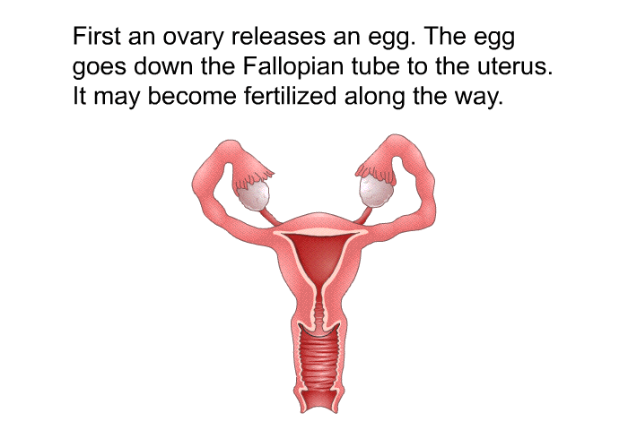 First an ovary releases an egg. The egg goes down the Fallopian tube to the uterus. It may become fertilized along the way.