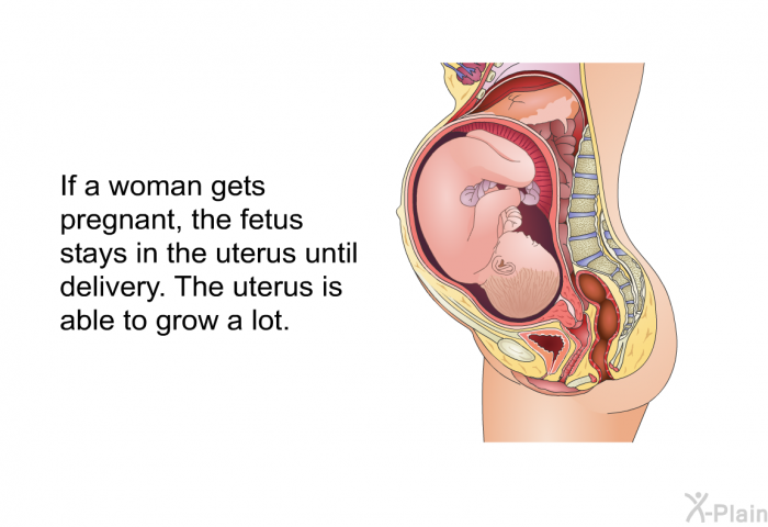 If a woman gets pregnant, the fetus stays in the uterus until delivery. The uterus is able to grow a lot.