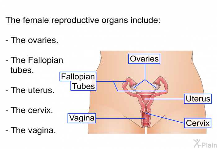 The female reproductive organs include:  The ovaries. The Fallopian tubes. The uterus. The cervix. The vagina.