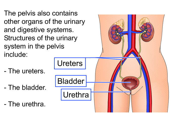 The pelvis also contains other organs of the urinary and digestive systems. Structures of the urinary system in the pelvis include:  The ureters. The bladder. The urethra.